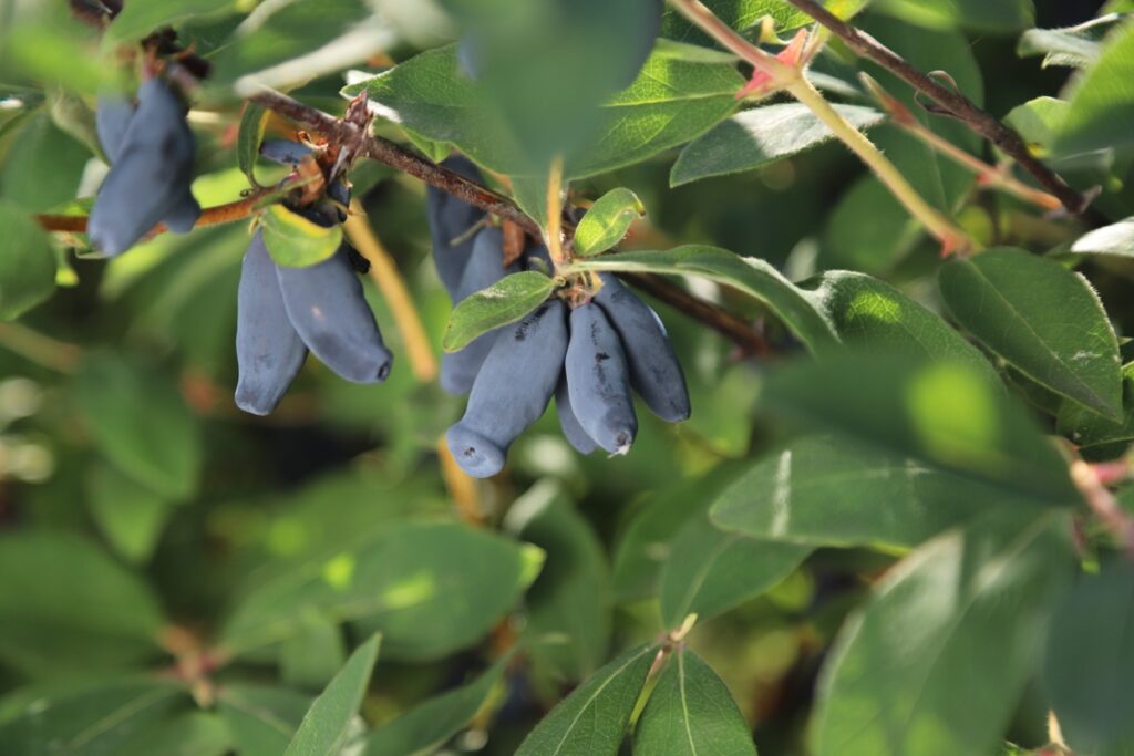 Vostorg (fot. M Karska-Kordas/Plantin)