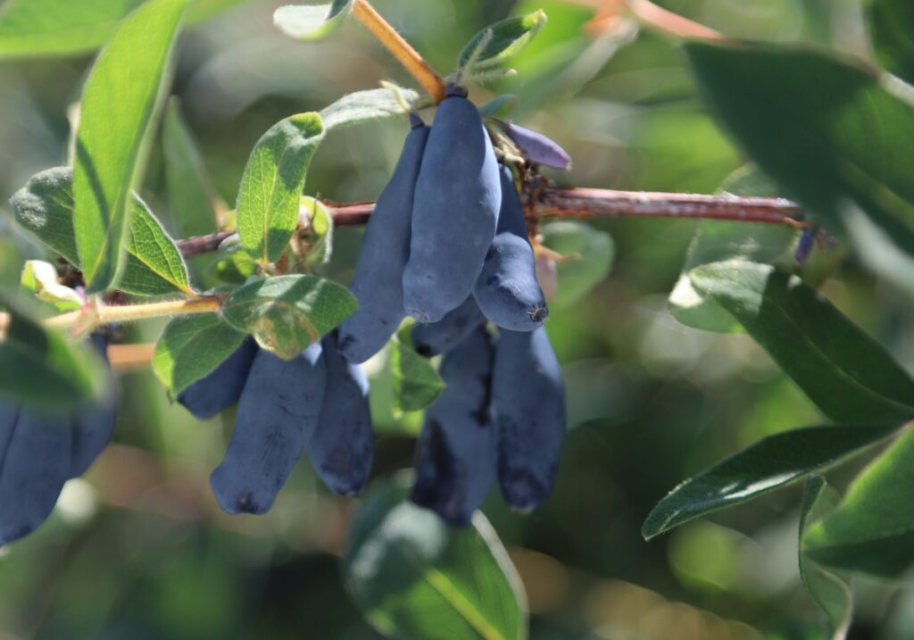 Vostorg (fot. M Karska-Kordas/Plantin)